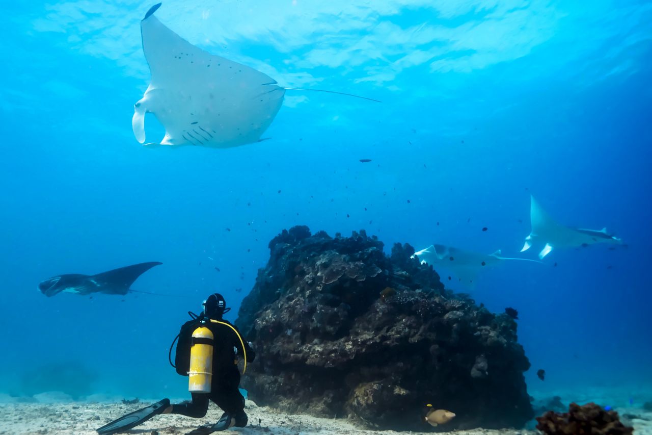 Tauchen mit Mantarochen am Great Barrier Reef