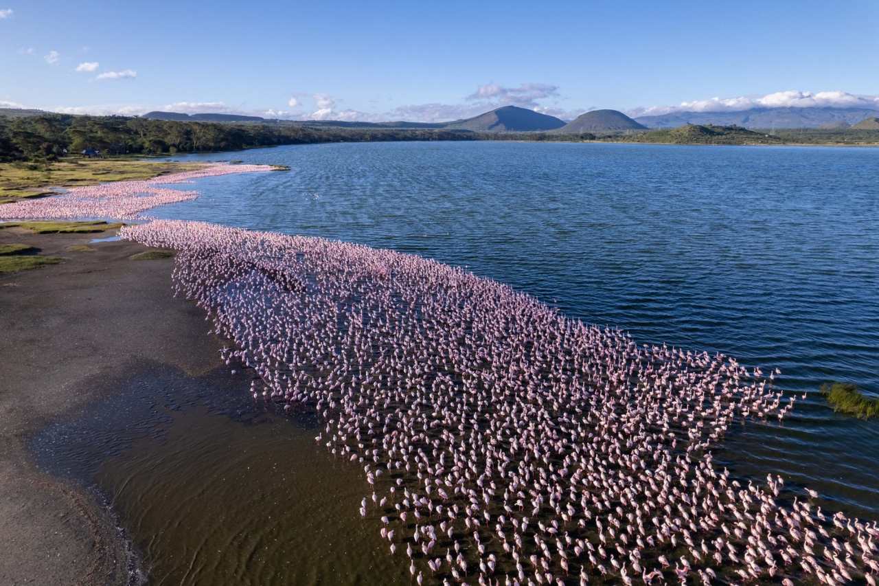 Flamingos an einem Salzsee im Rift Valley in Kenia