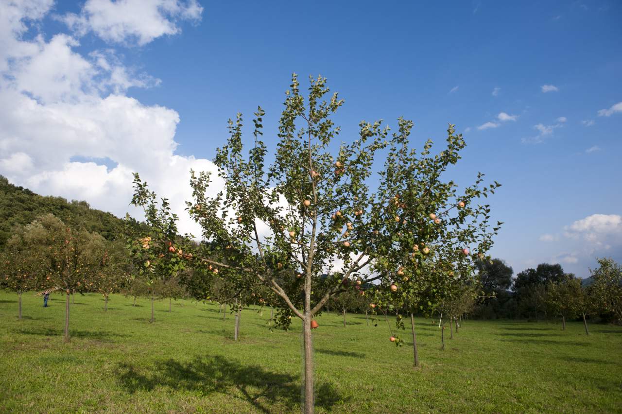 Streuobstwiese Nürnberger Land