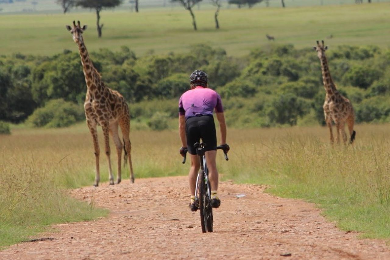 Fahrrad-Safari Masai Mara Giraffen