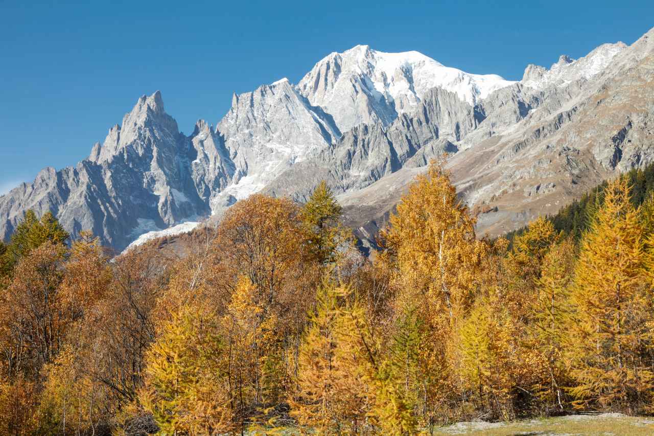 Herbstliche Laubbäume vor dem Mont Blanc