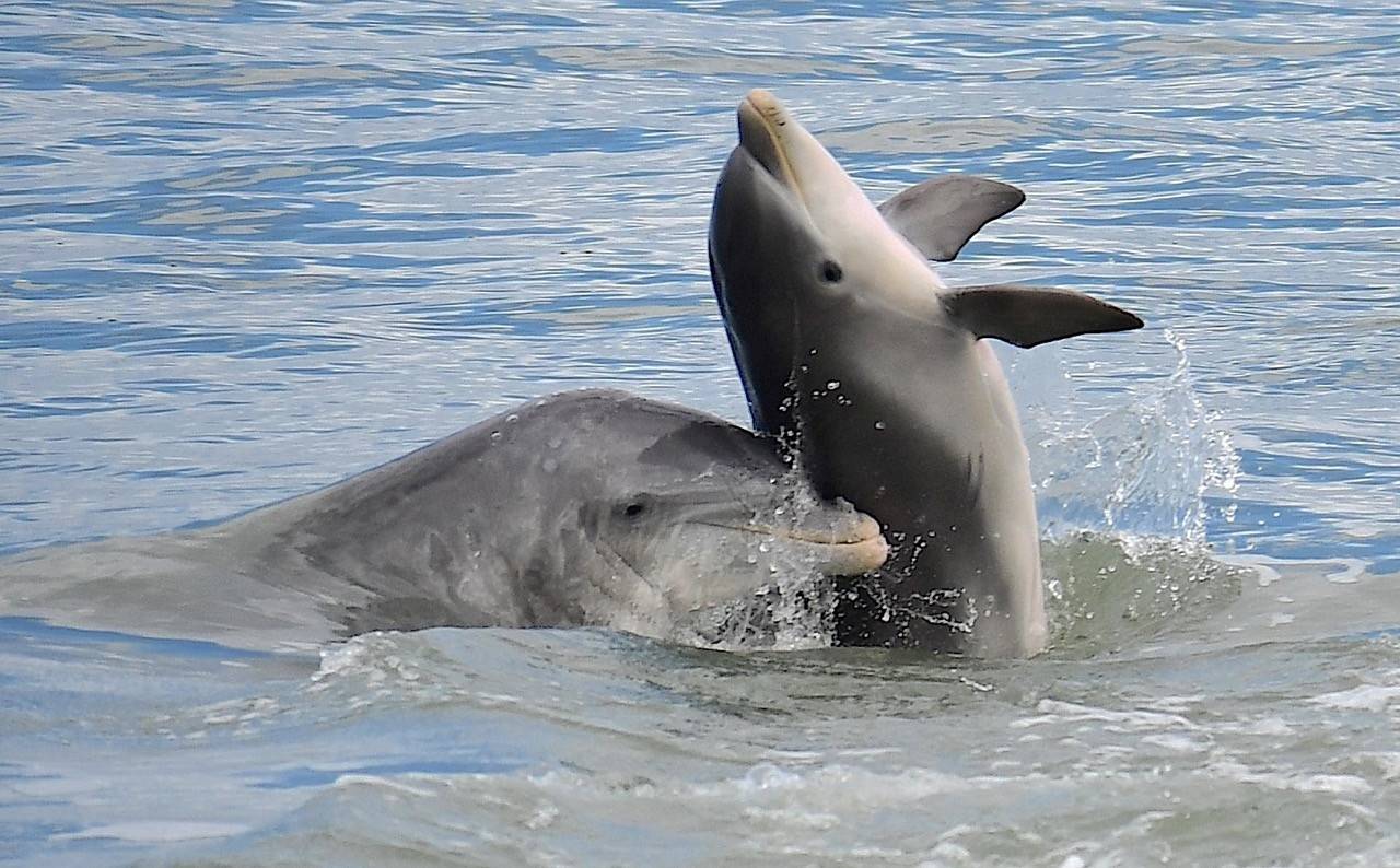 Wildtümmler in Südwestflorida