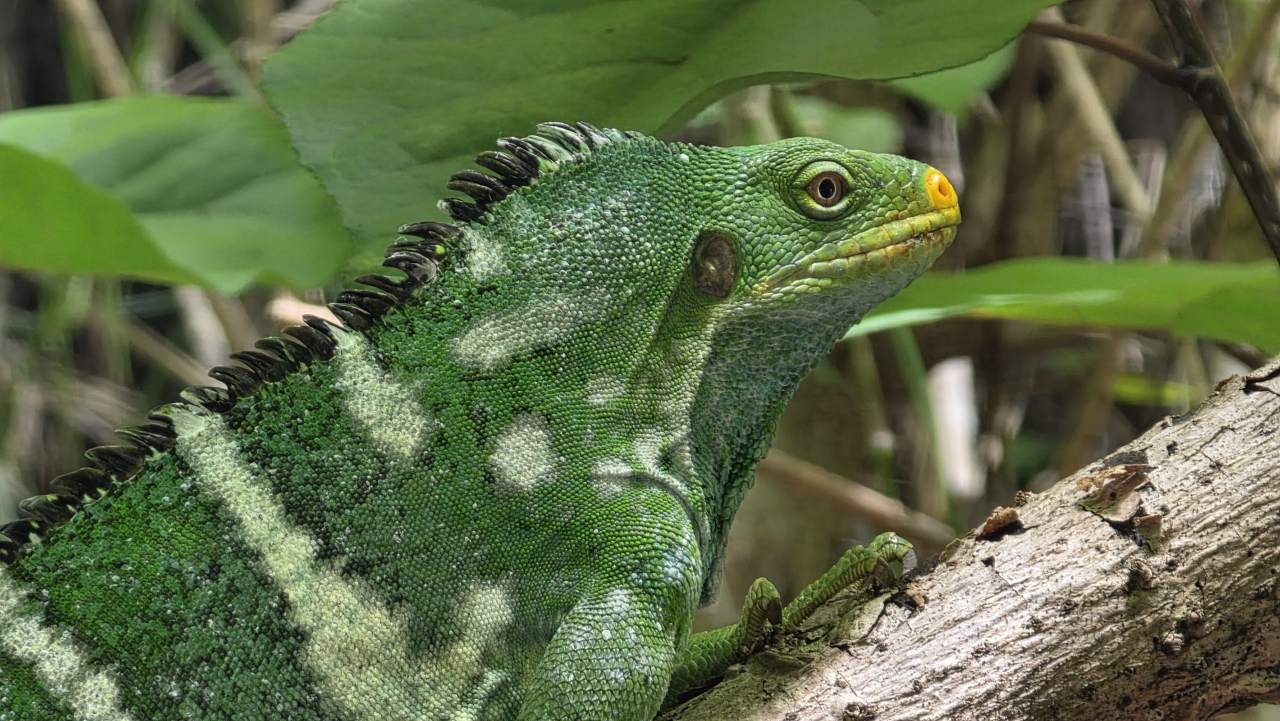 Fiji-Kammleguan Umsiedlung