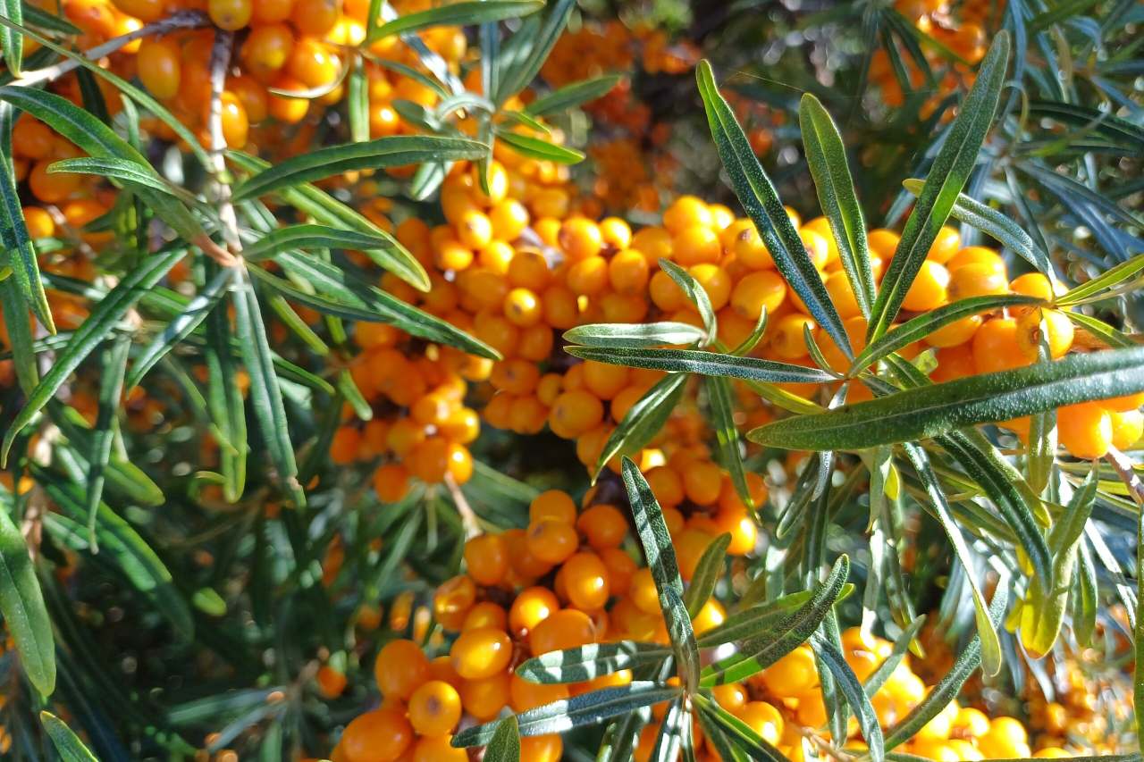 Sanddornbeeren Spiekeroog