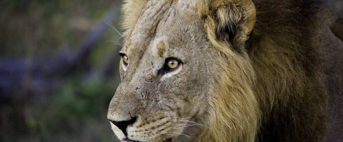 Afrikanischer Löwe Männchen Weltlöwentag