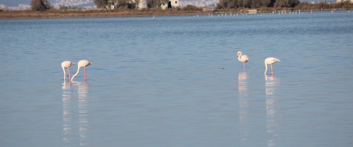 Alikes Salzsee Flamingos