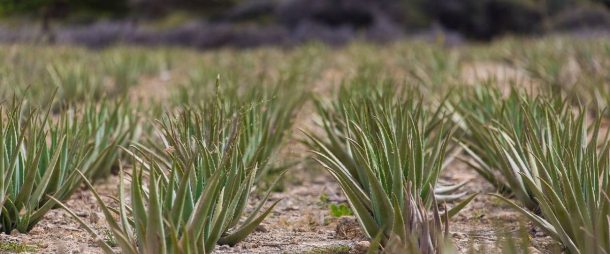 Aloe Vera Feld auf Aruba