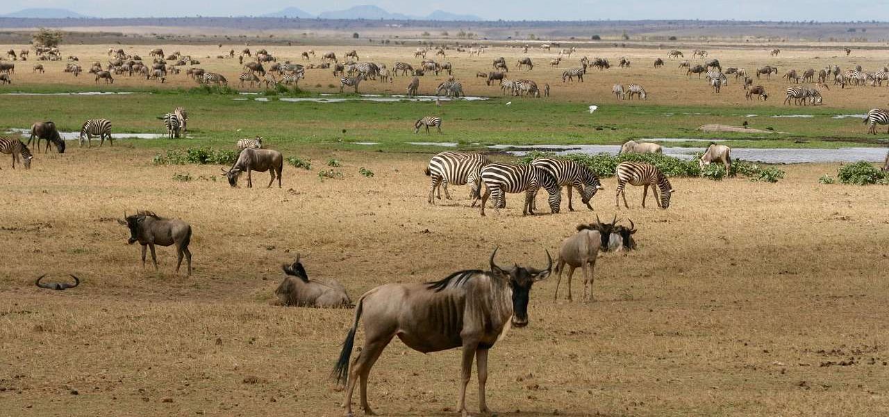 Atemberaubende Landschaft und Tierwelt in Kenia