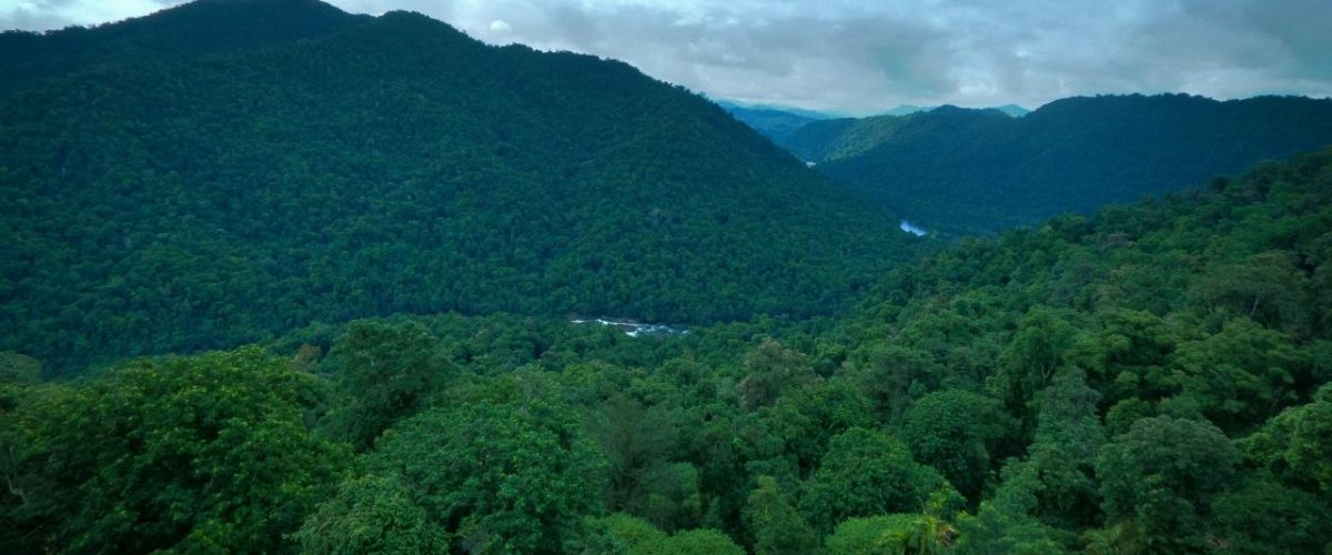 Ausblick Regenwald Mamu Tropical Skywalk