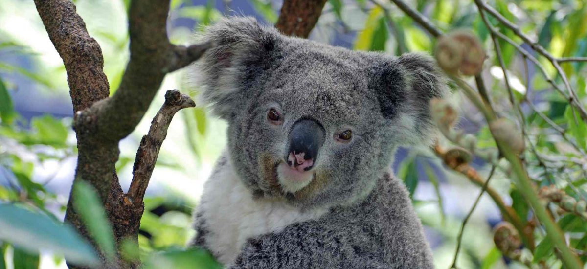 Australien Koala Bär