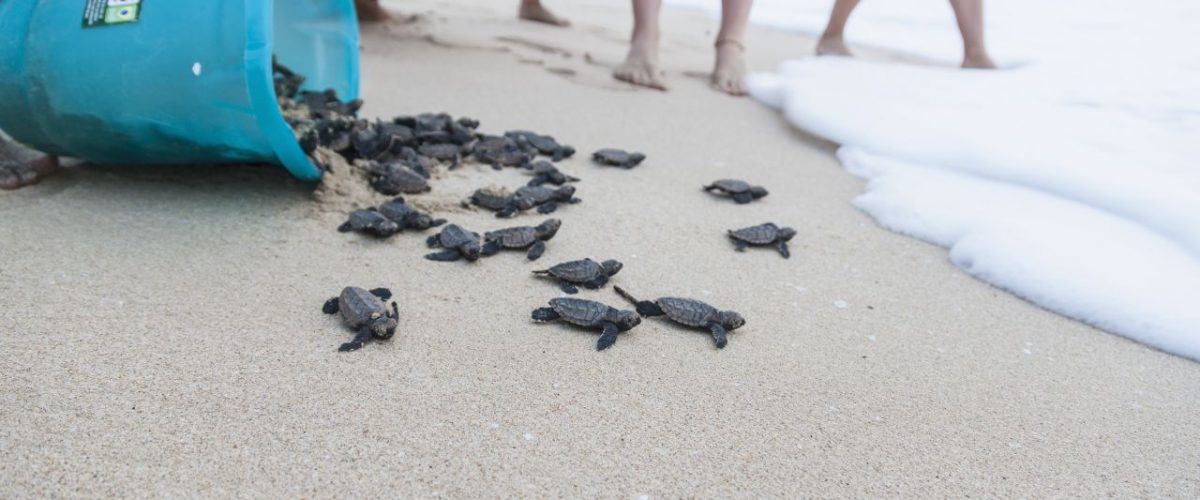 Baby Schildkröten am Sandy Lane Beach auf Barbados