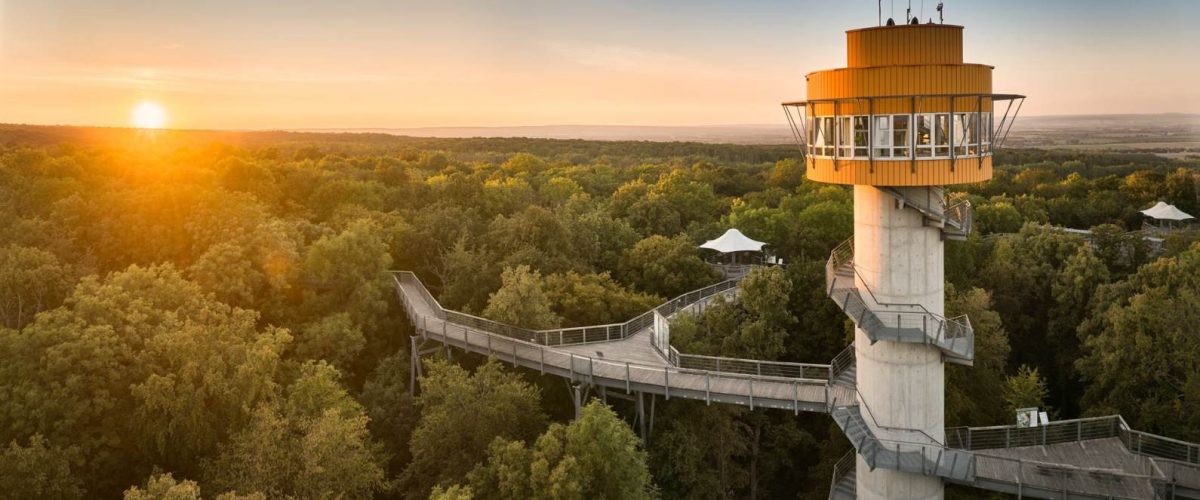 Baumkronenpfad Hainich Sonnenntergang Nationalpark Hainich