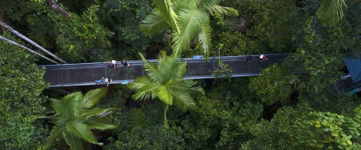 Baumwipfelpfad im Daintree Discovery Centre