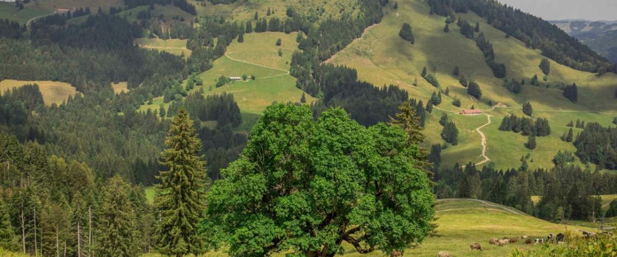 Bergahorngarten Naturpark Nagelfluhkette