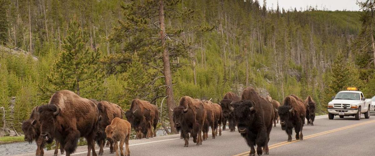 Bisonherde auf der Straße im Yellowstone