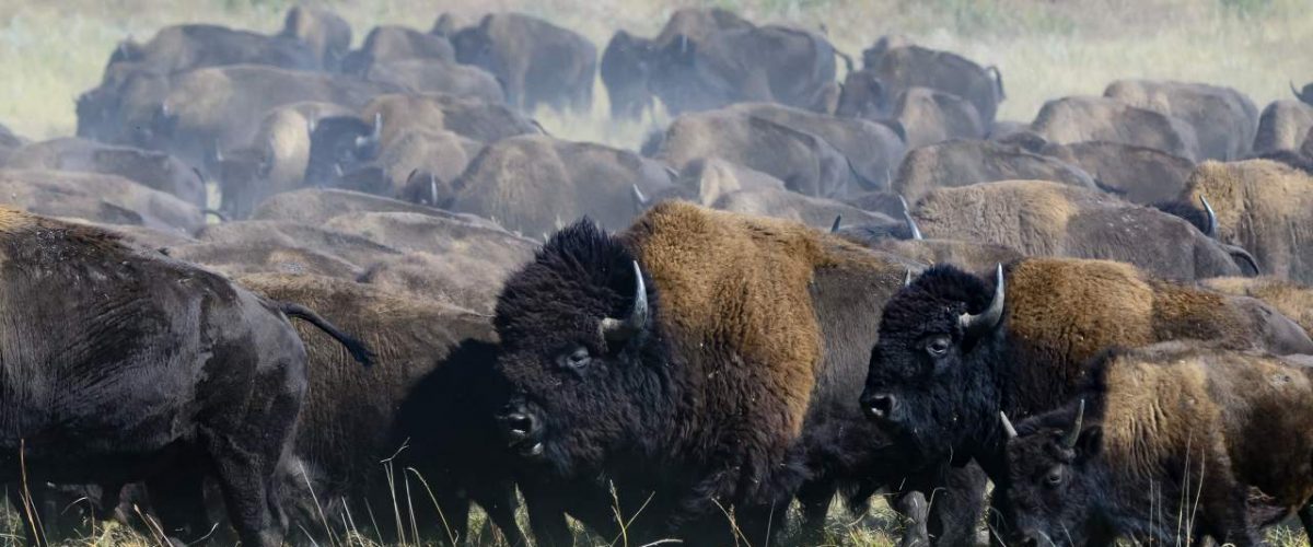 Bisonherde in South Dakota