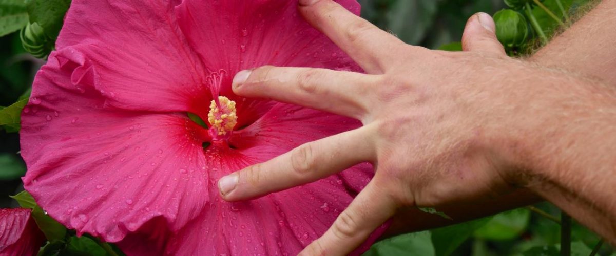 Blüte Staudenhibiskus Erfurt BuGa