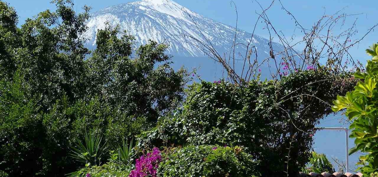 Bougainvillea vor schneebedecktem Teide