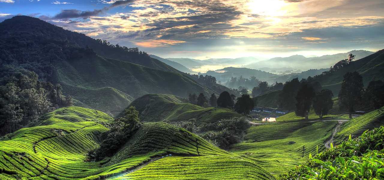 Cameron Highlands Teeplantagen