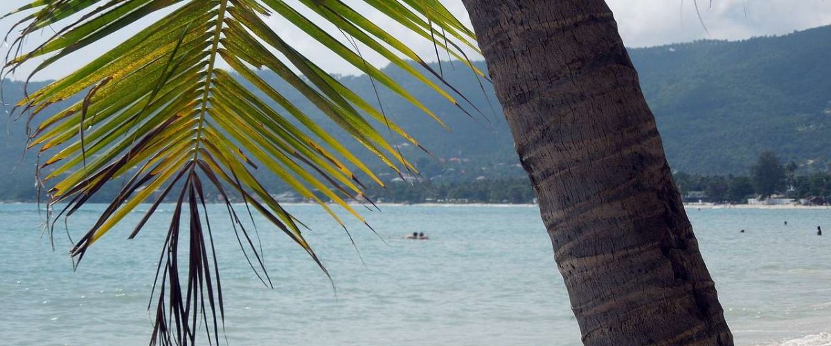 Chaweng Beach Palme Strand