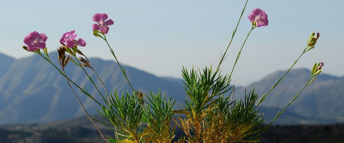 Dianthus juniperinus Pflanze Region Axos