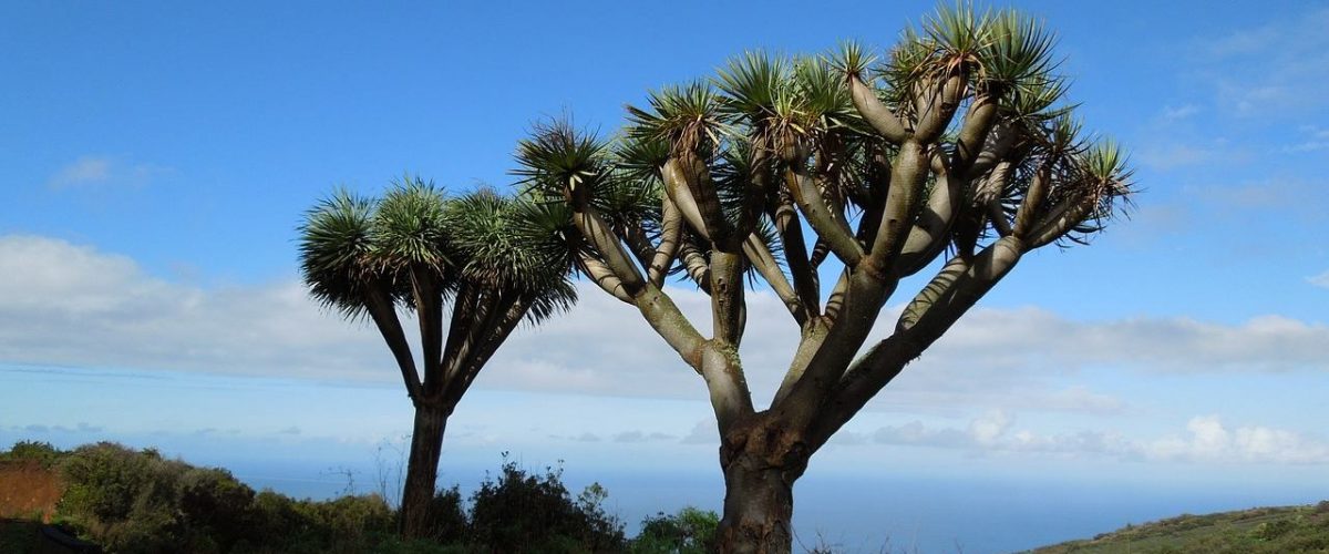 Drachenbaum auf La Palma