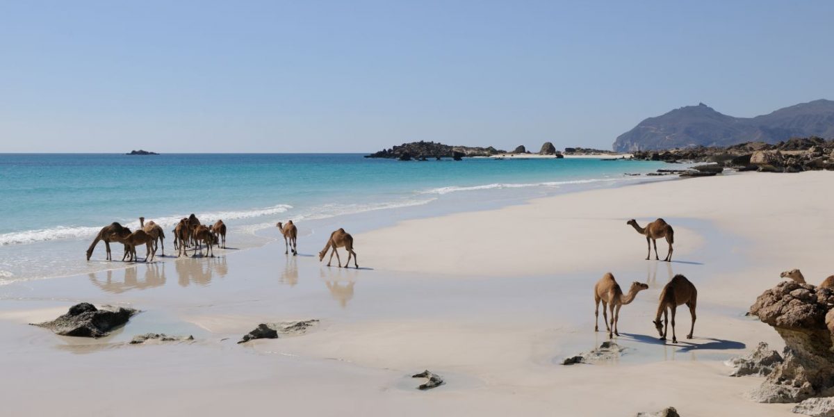 Dromedare am Strand in Dhofar