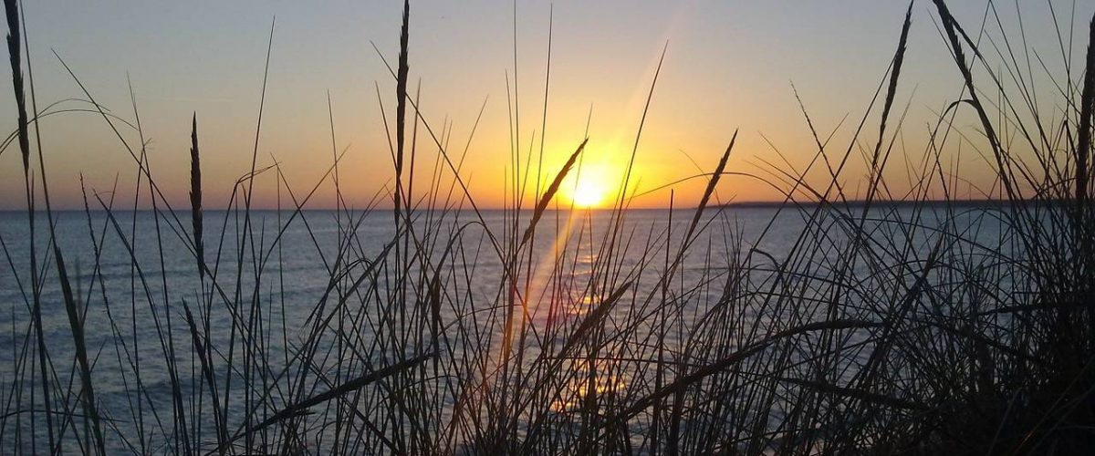Dünengras am Strand von Es Trenc