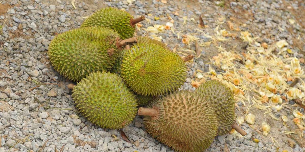 Durian Frucht Malaysia