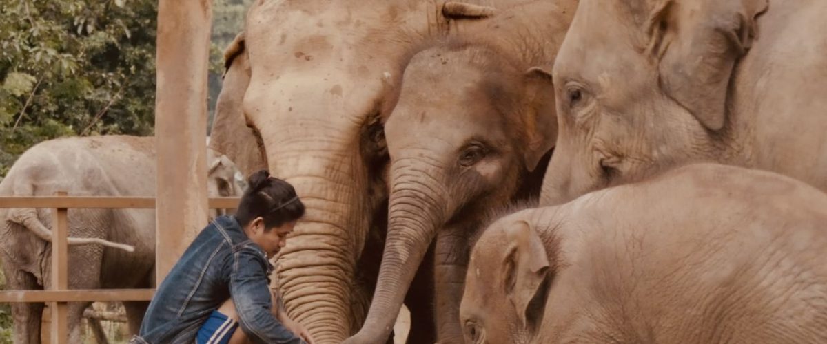 Elefantenfütterung im Elephant Nature Park