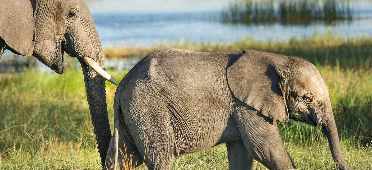 Elefantenkuh mit Jungtier in Kenia