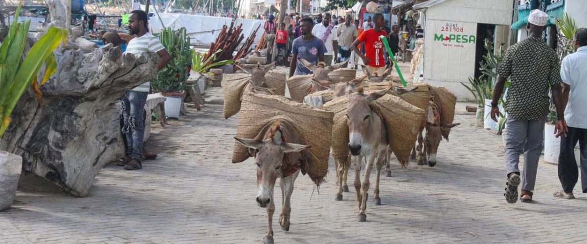 Esel in der Altstadt von Lamu