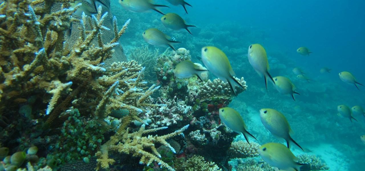 Fischschwarm an Korallenriff