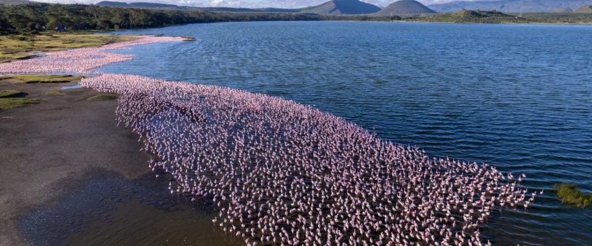 Flamingos an einem Salzsee im Rift Valley in Kenia