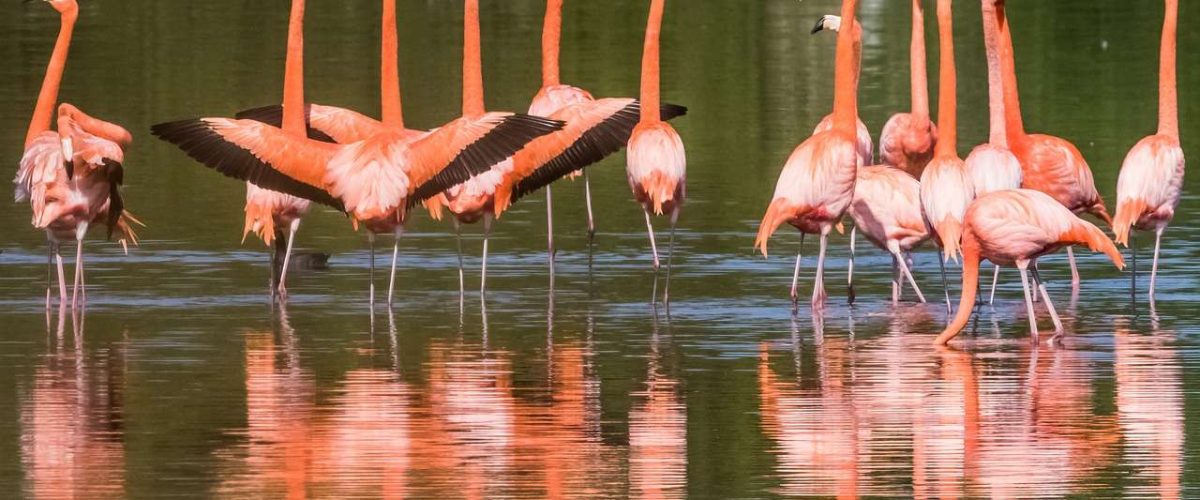 Flamingos auf Cayo Santa Maria