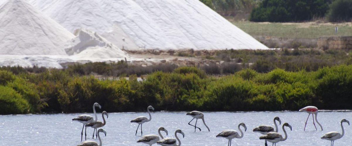Flamingos in den Salinen von Ses Salinen auf Mallorca