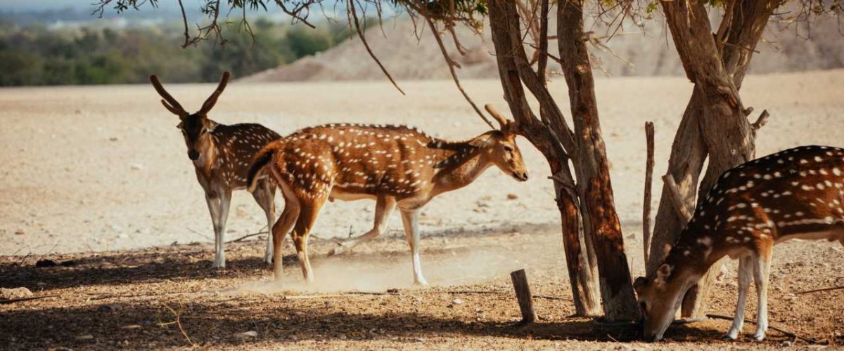 Gazellen Sir Bani Yas Island