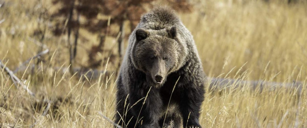 Grizzly Bär im Banff Nationalpark