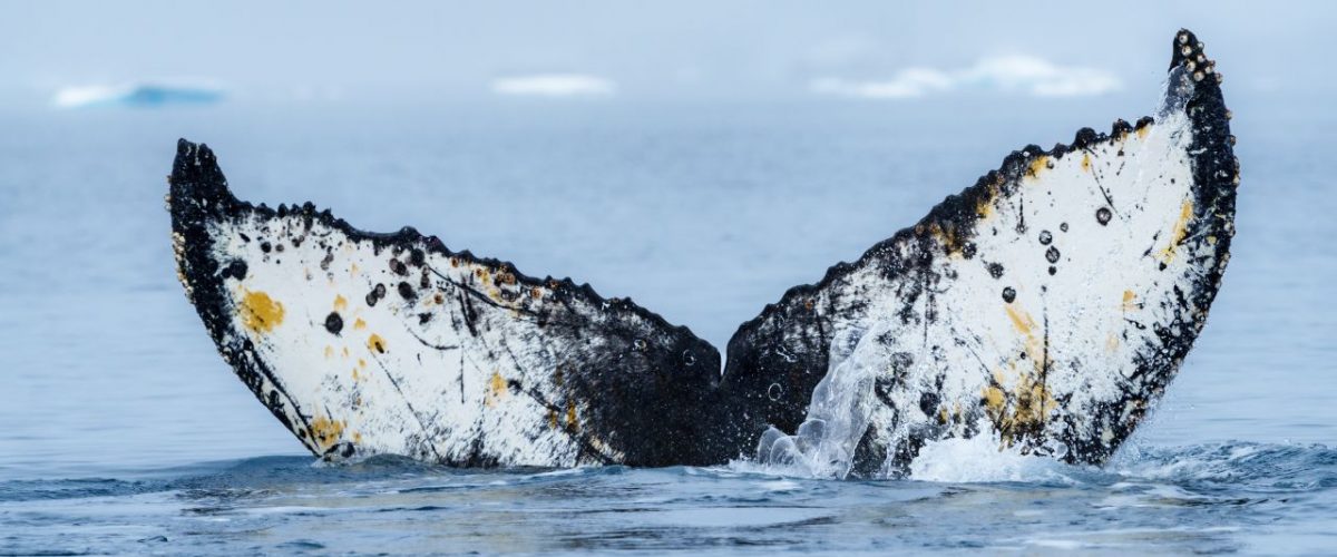 Happy Whale Hurtigruten Foundation