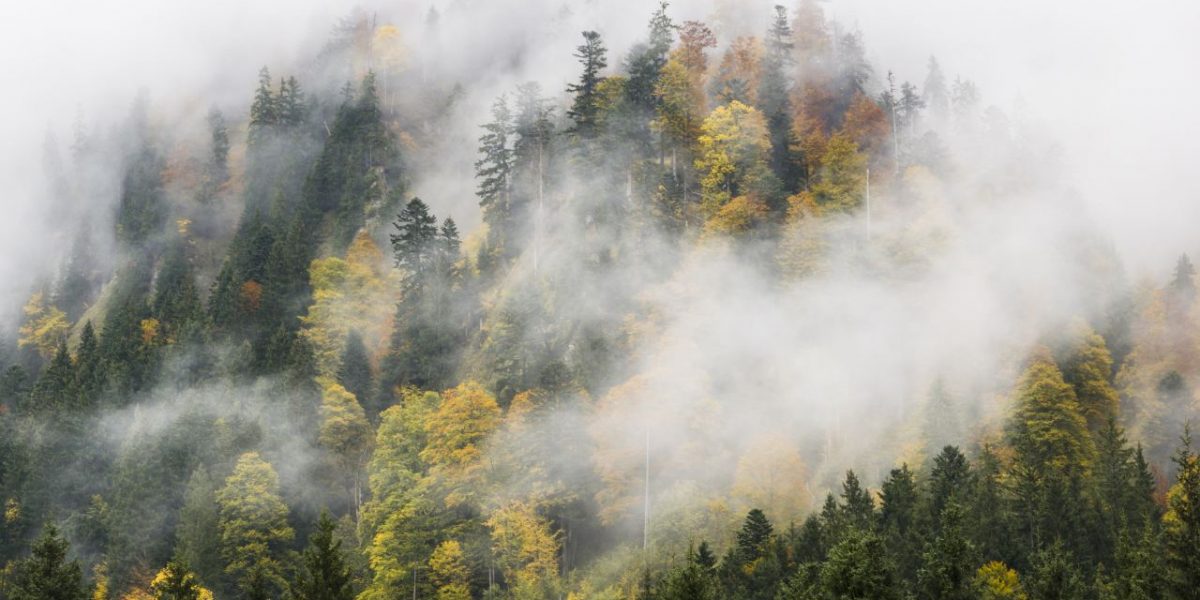 Nebelverhangener Waldhang in Oberstdorf