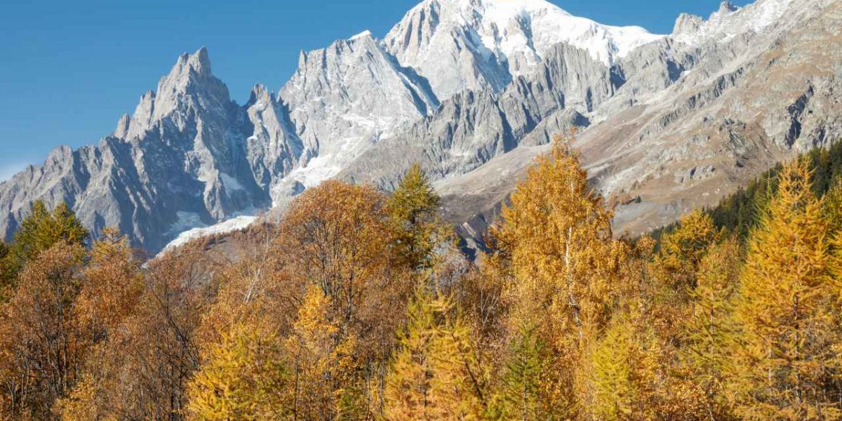 Herbstliche Laubbäume vor dem Mont Blanc