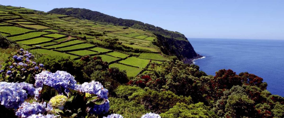 Hortensien auf Azoreninsel Terceira