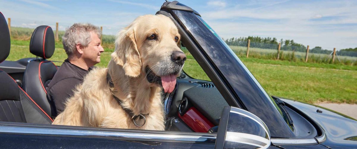 Hund auf Beifahrersitz