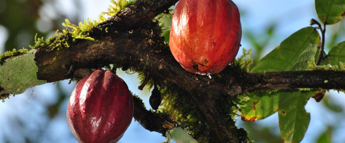 Kakaofrucht aus Ecuador