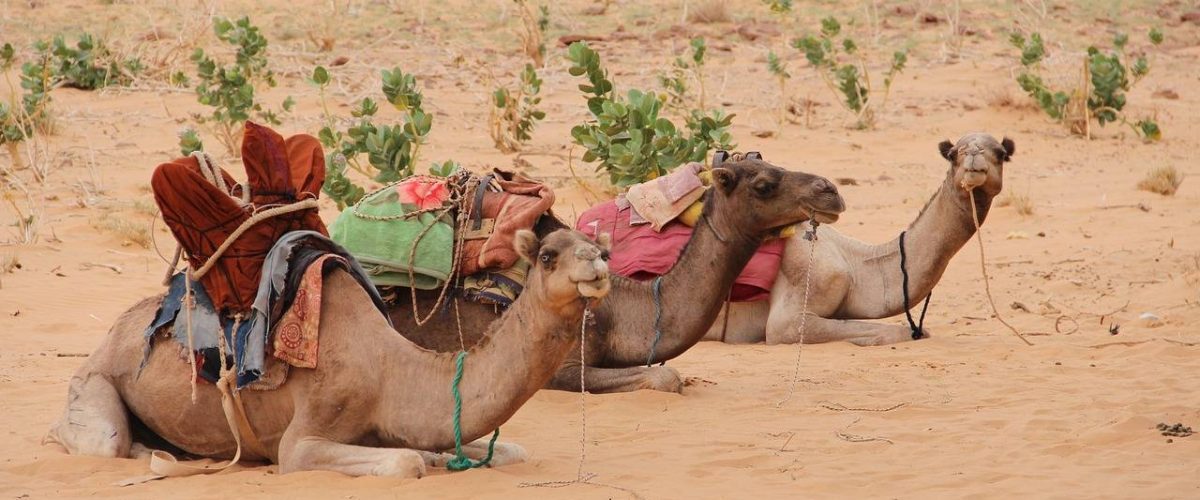 Kamele Fortbewegungsmittel Mauretanien