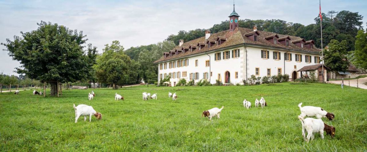 Klosterhotel St. Petersinsel in Erlach