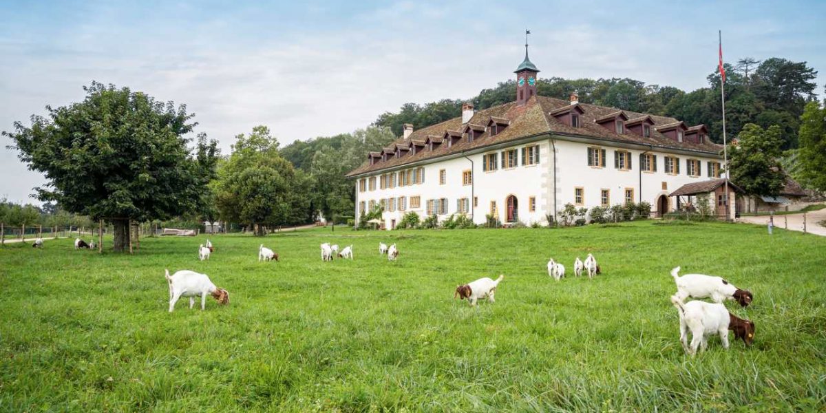Klosterhotel St. Petersinsel in Erlach