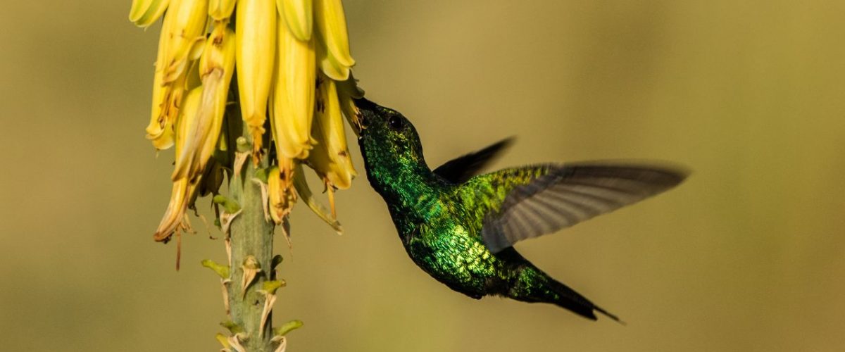 Kolibri im Arikok Nationalpark