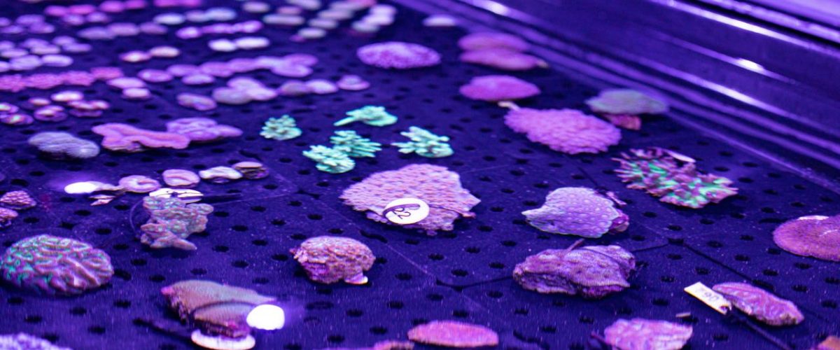 Korallen in der Living Coral Biobank Cairns