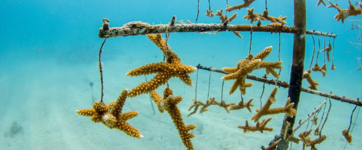 Korallenaufzucht im Meer Florida Keys